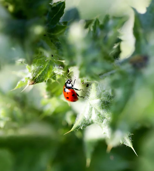 Doğadaki bir bitkinin üzerindeki uğur böceği. — Stok fotoğraf