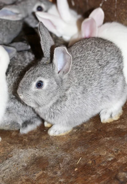 Beautiful rabbit on the farm — Stock Photo, Image