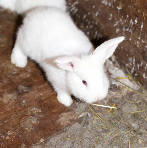 ファームの小さい白いウサギ — ストック写真