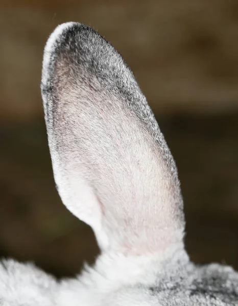 Oor van een konijn op de boerderij — Stockfoto