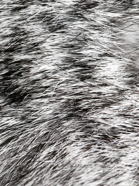 Piel de conejo gris como fondo —  Fotos de Stock