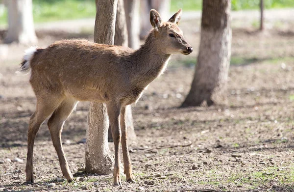 Venado hembra joven en un parque en la naturaleza —  Fotos de Stock