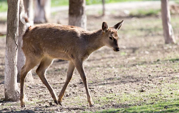 自然公園にいる若い雌鹿は — ストック写真