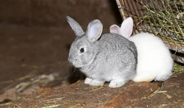 Vackra kanin på gården — Stockfoto