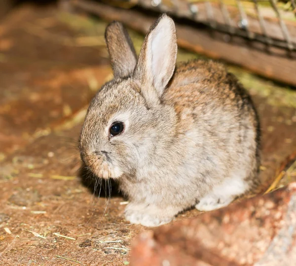 Beau lapin à la ferme — Photo