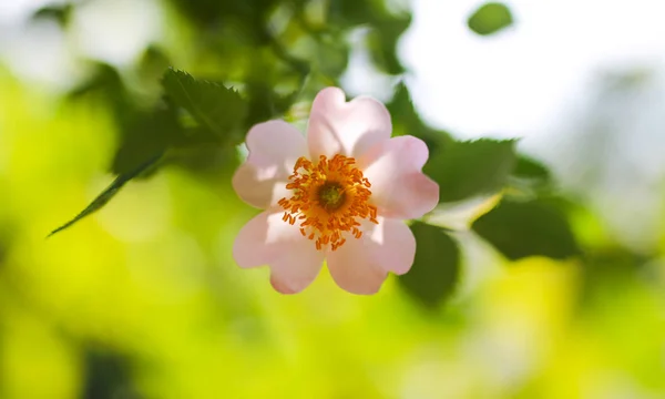 Vackra blommor på busken utomhus — Stockfoto