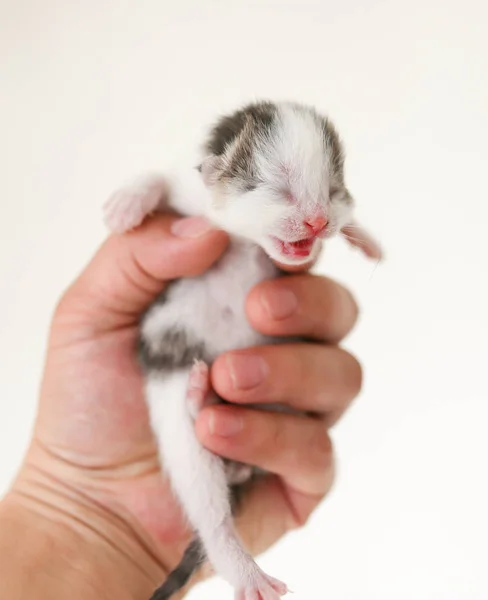 Malý blind koťátko v ruce — Stock fotografie