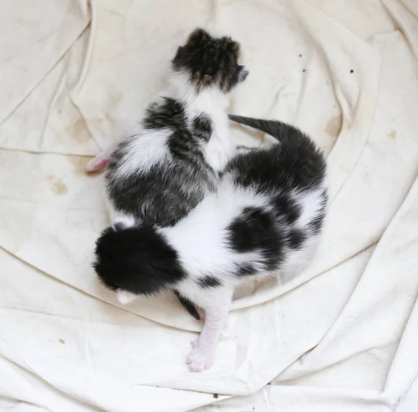 Twee mooie kleine blind kitten — Stockfoto