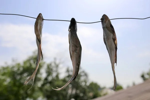 Zon gedroogde gezouten vis in de lucht — Stockfoto