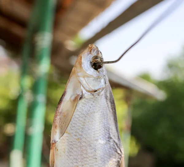 Soltorkade saltad fisk i luften — Stockfoto