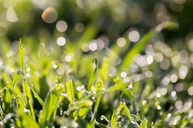 Doğadaki çimlerin üzerindeki çiy damlaları