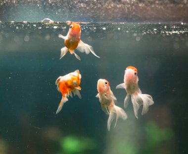 Akvaryumdaki güzel balıklar