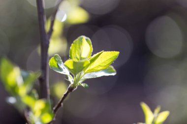 ağaç doğa genç yapraklarda