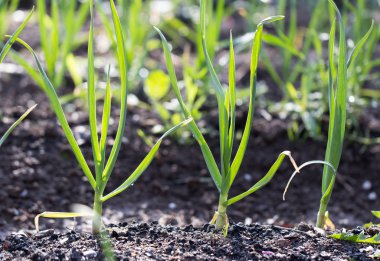 Bahçede yeşil sarımsak