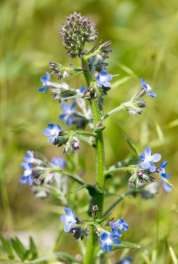 Güzel mavi çiçekler doğaya