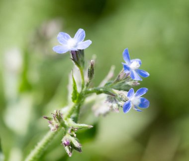 Güzel mavi çiçekler doğaya