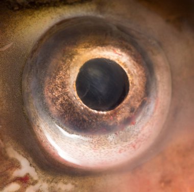 Arka plan olarak göz sazan. Makro