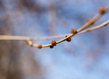 Ağaç dalında şişmiş tomurcuklar