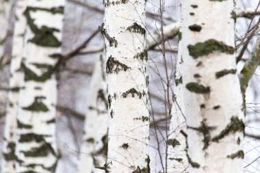 Doğada bir ormanda huş ağacı gövdesi