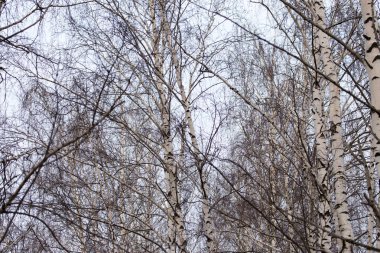 Gün doğumunda bir ağacın çıplak dalları