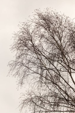 Gün doğumunda bir ağacın çıplak dalları