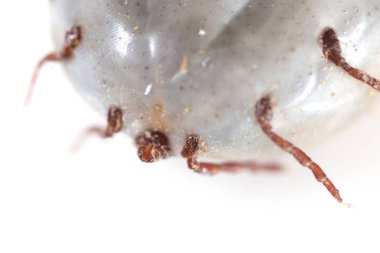 beyaz bir arka planda Beetle mite