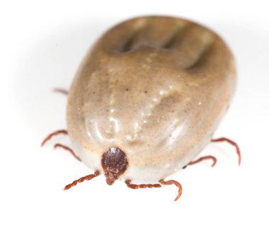 beyaz bir arka planda Beetle mite