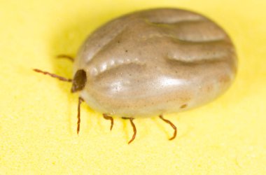 sarı bir arka planda Beetle mite