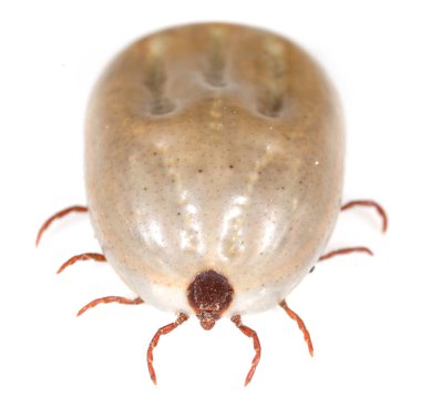 beyaz bir arka planda Beetle mite