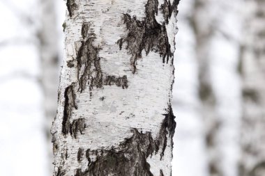 Doğada bir ormanda huş ağacı gövdesi