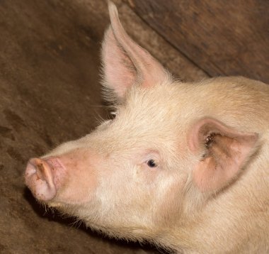 Domuz çiftliği portresi