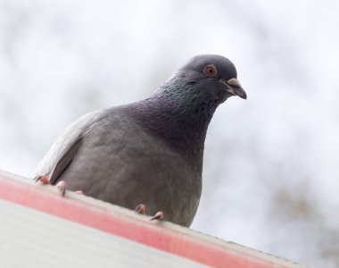 Parktaki güvercin doğada