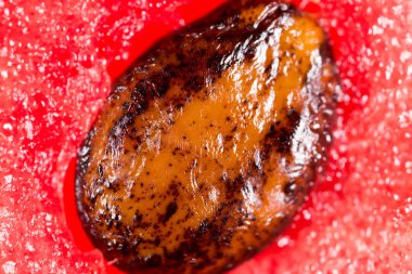 Karpuz Tohumu. Super makro