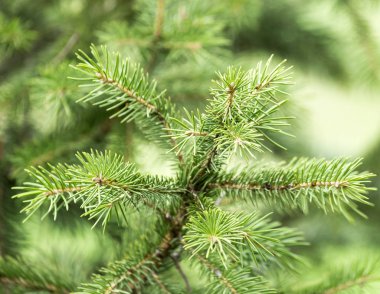 Güzel yeşil iğne yapraklı ağaç doğa