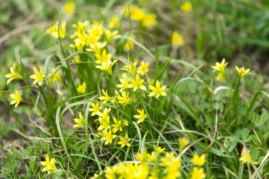 doğada küçük sarı çiçek