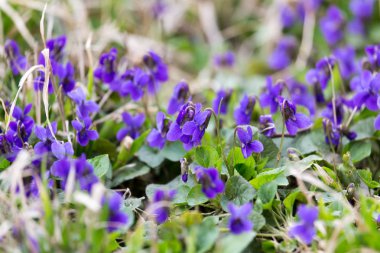 doğada küçük mavi çiçekler