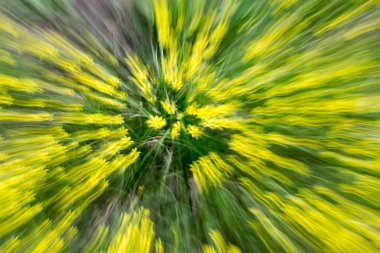 hareket doğada sarı çiçek