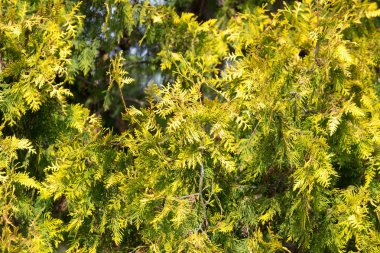 Yeşil Mazı şube niteliğine