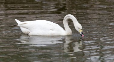 Gölde yüzen beyaz kuğu