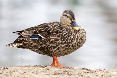 Doğada bir parkta Duck
