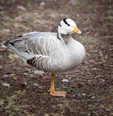 Doğada bir parkta Duck