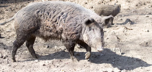 动物园里的野猪陷在泥里 — 图库照片