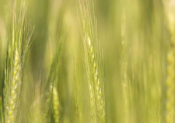 Espigas de trigo sobre la naturaleza —  Fotos de Stock