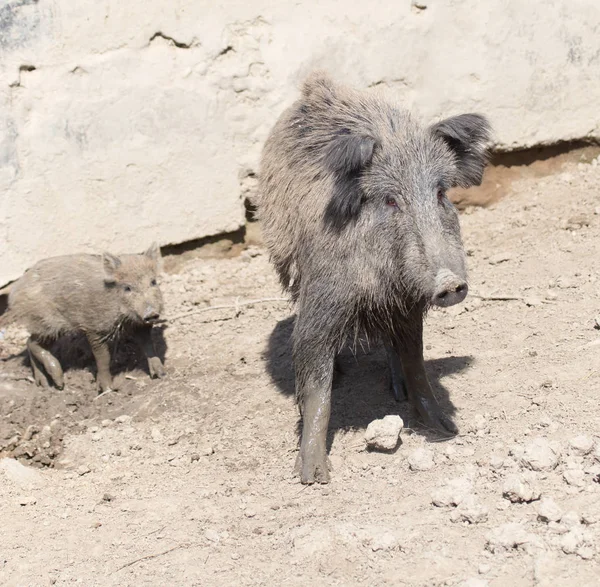 Wild boar in the mud in the zoo — Stock Photo, Image