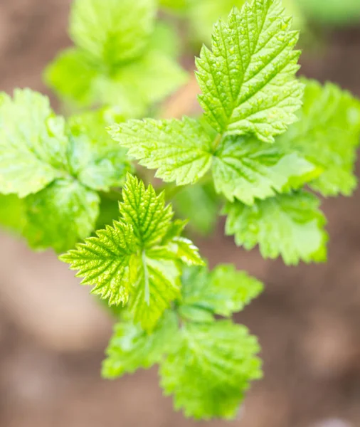 Jonge raspberry bladeren in de natuur — Stockfoto