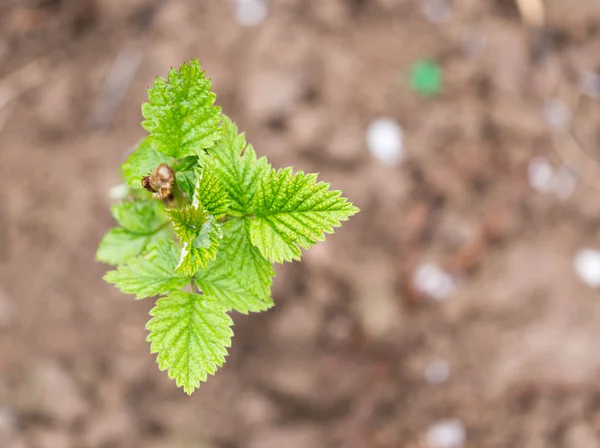 Hojas de frambuesa jóvenes en la naturaleza —  Fotos de Stock