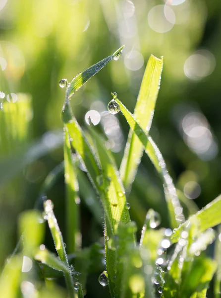 Drops of dew on the grass in nature — Stock Photo, Image