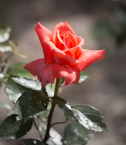 Beautiful red rose in nature — Stock Photo, Image