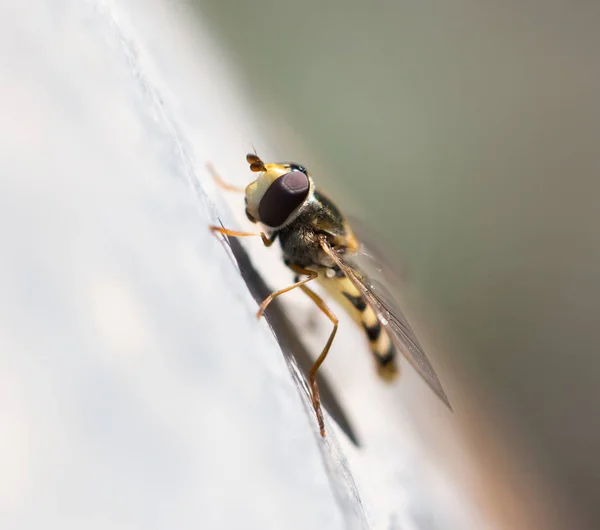 Портрет мухи в природі. макрос — стокове фото