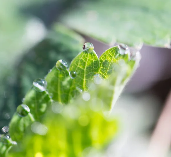 Gotas de agua en hojas de fresa — Foto de Stock